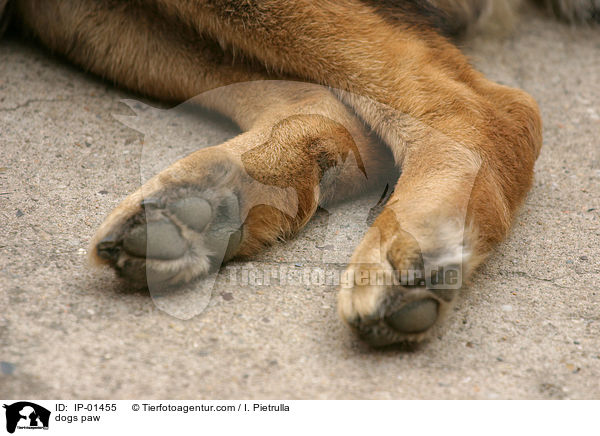 Hundepfote / dogs paw / IP-01455