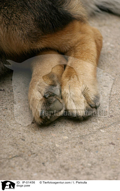 Hundepfote / dogs paw / IP-01456