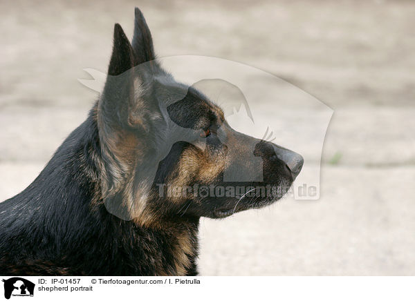 Schferhund Portrait / shepherd portrait / IP-01457