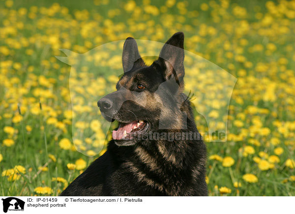 Schferhund Portrait / shepherd portrait / IP-01459