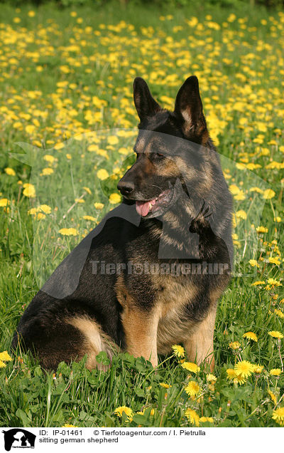 sitzender Deutscher Schferhund / sitting german shepherd / IP-01461