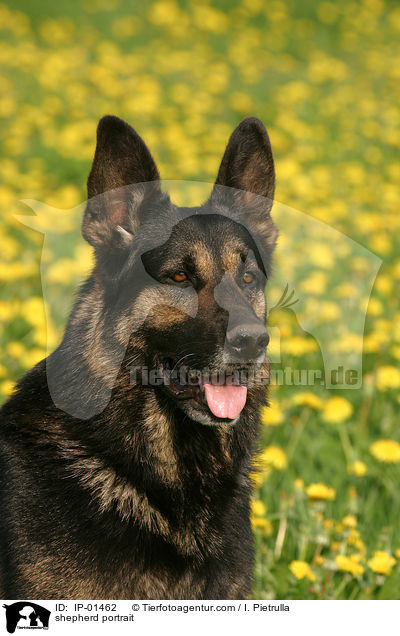 Schferhund Portrait / shepherd portrait / IP-01462