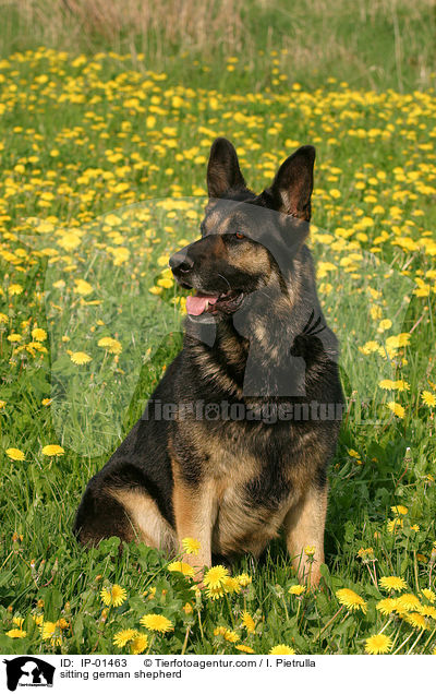 sitzender Deutscher Schferhund / sitting german shepherd / IP-01463
