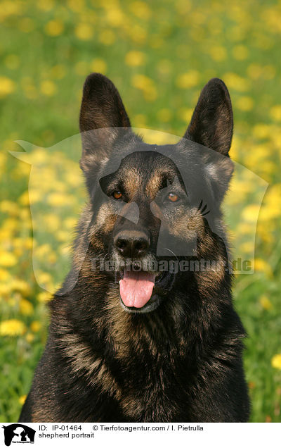 Schferhund Portrait / shepherd portrait / IP-01464