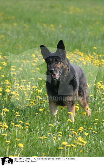Deutscher Schferhund / German Shepherd / IP-01468