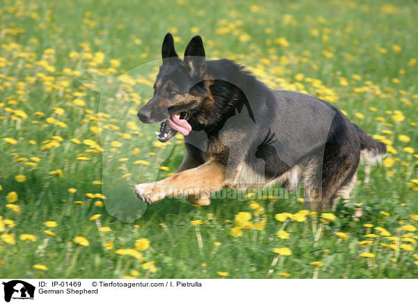Deutscher Schferhund / German Shepherd / IP-01469