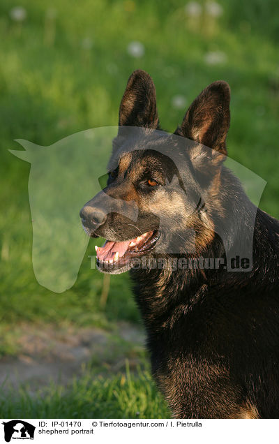 Schferhund Portrait / shepherd portrait / IP-01470