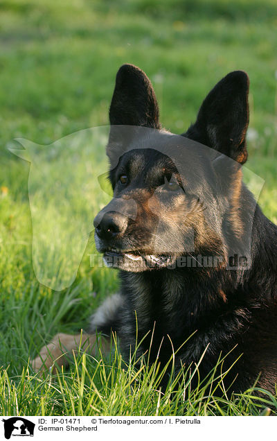 Deutscher Schferhund / German Shepherd / IP-01471