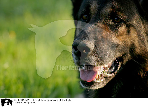 Deutscher Schferhund / German Shepherd / IP-01472