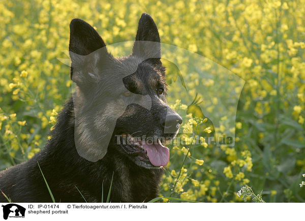Schferhund Portrait / shepherd portrait / IP-01474
