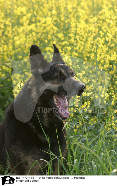 Schferhund Portrait / shepherd portrait / IP-01475