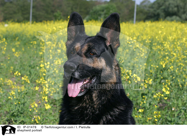 Schferhund Portrait / shepherd portrait / IP-01478
