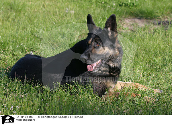 liegender Schferhund / lying shepherd / IP-01480