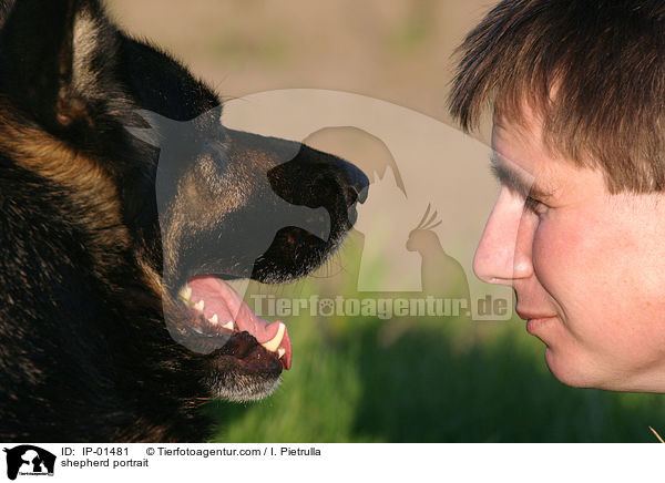 Schferhund Portrait / shepherd portrait / IP-01481