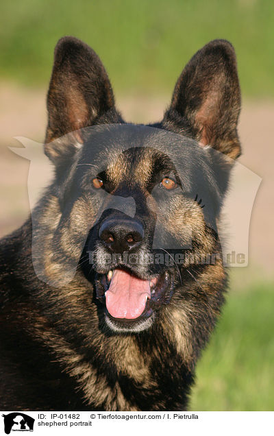 Schferhund Portrait / shepherd portrait / IP-01482