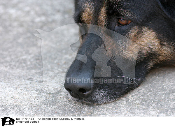 Schferhund Portrait / shepherd portrait / IP-01483