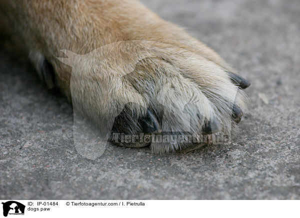 Hundepfote / dogs paw / IP-01484