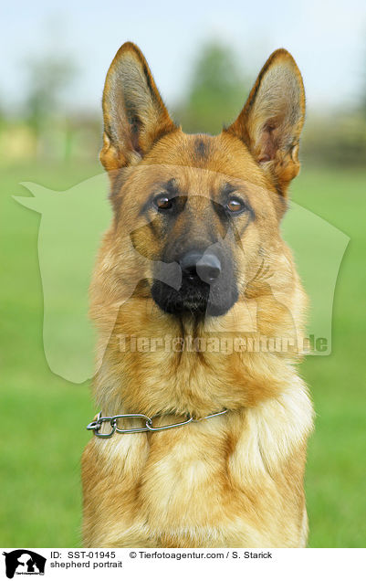 Schferhund Portrait / shepherd portrait / SST-01945