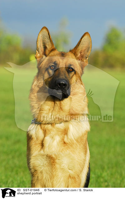 Schferhund Portrait / shepherd portrait / SST-01946