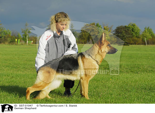 Deutscher Schferhund / German Shepherd / SST-01947