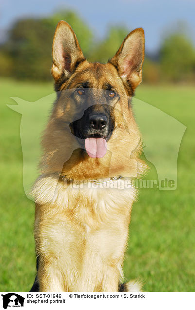 Schferhund Portrait / shepherd portrait / SST-01949