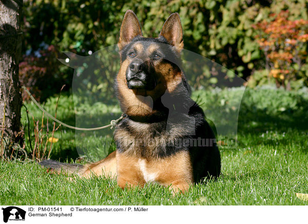 Deutscher Schferhund / German Shepherd / PM-01541