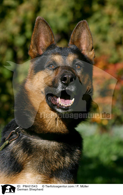 Deutscher Schferhund / German Shepherd / PM-01543