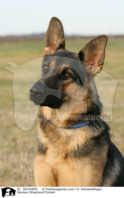 Deutscher Schferhund Portrait / German Shepherd Portrait / SS-04895