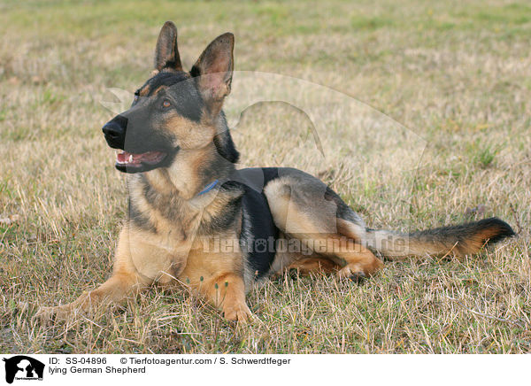 liegender Deutscher Schferhund / lying German Shepherd / SS-04896