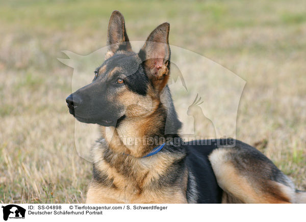 Deutscher Schferhund Portrait / Deutscher Schferhund Portrait / SS-04898