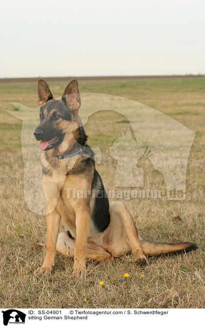 sitzender Deutscher Schferhund / sitting German Shepherd / SS-04901
