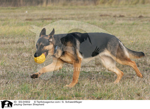 spielender Deutscher Schferhund / playing German Shepherd / SS-04902