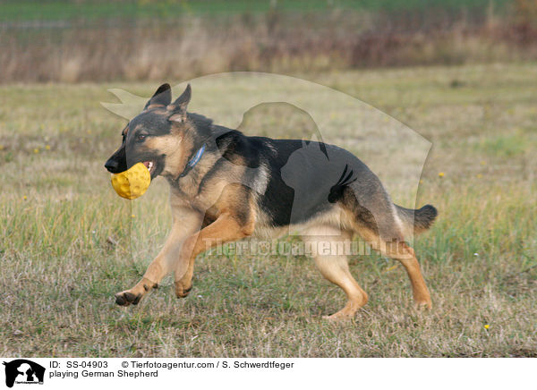 spielender Deutscher Schferhund / playing German Shepherd / SS-04903