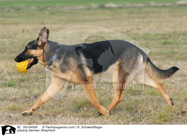 playing German Shepherd / SS-04906