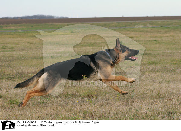 running German Shepherd / SS-04907