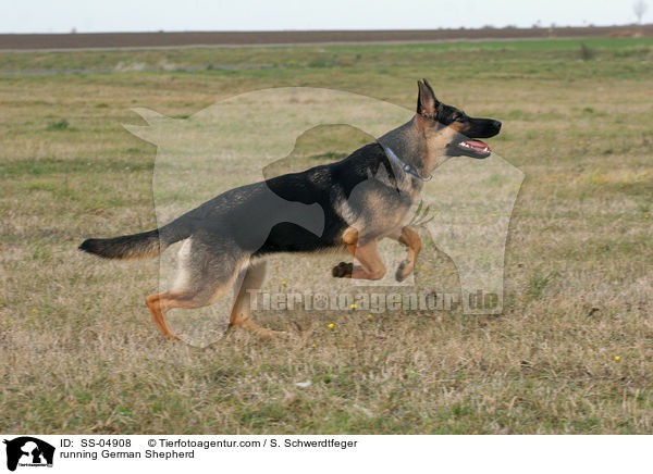 rennender Deutscher Schferhund / running German Shepherd / SS-04908