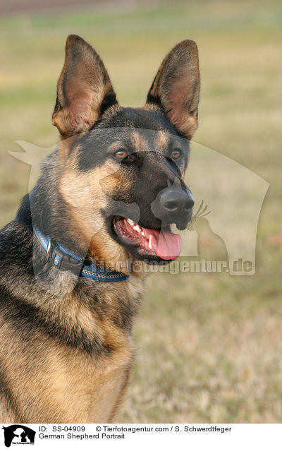 Deutscher Schferhund Portrait / German Shepherd Portrait / SS-04909