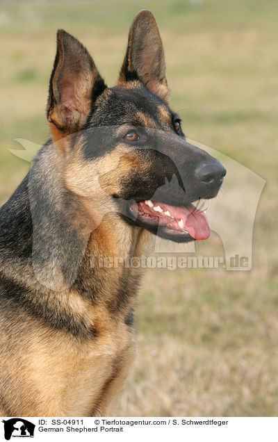 Deutscher Schferhund Portrait / German Shepherd Portrait / SS-04911