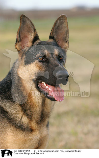 Deutscher Schferhund Portrait / German Shepherd Portrait / SS-04912
