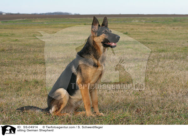 sitting German Shepherd / SS-04914