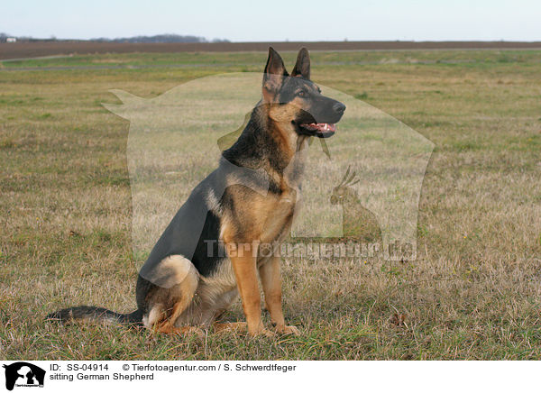 sitzender Deutscher Schferhund / sitting German Shepherd / SS-04914