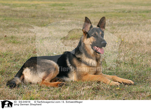 liegender Deutscher Schferhund / lying German Shepherd / SS-04916
