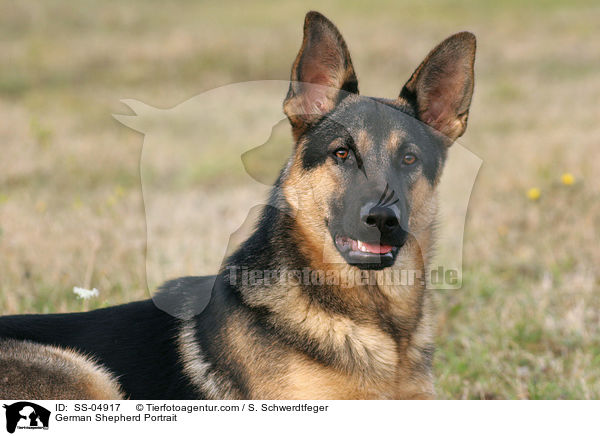 German Shepherd Portrait / SS-04917