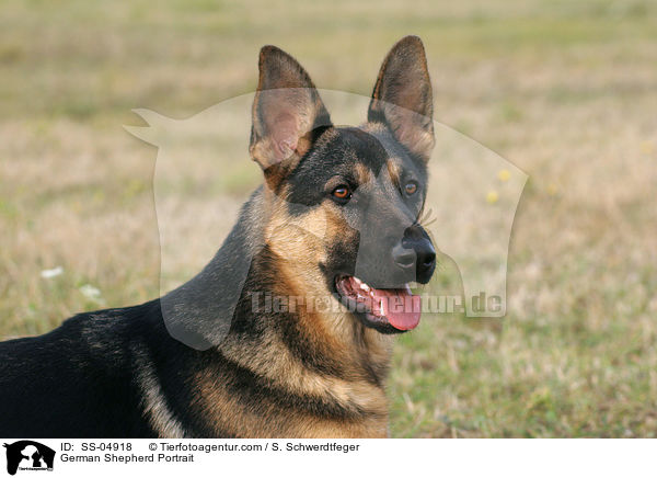 Deutscher Schferhund Portrait / German Shepherd Portrait / SS-04918