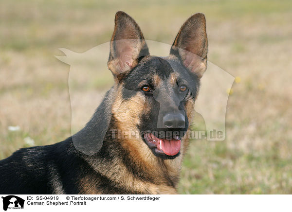 German Shepherd Portrait / SS-04919