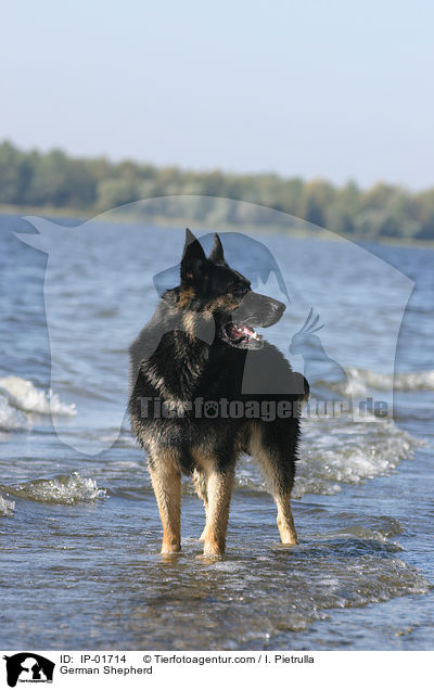 Deutscher Schferhund / German Shepherd / IP-01714