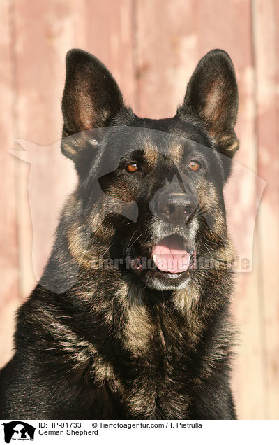 Deutscher Schferhund Portrait / German Shepherd / IP-01733