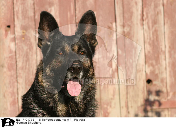 Deutscher Schferhund Portrait / German Shepherd / IP-01735
