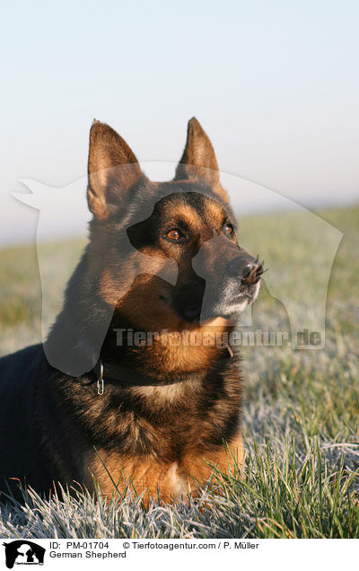 Deutscher Schferhund / German Shepherd / PM-01704