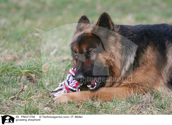 Schferhund knabbert an Spielzeug / gnawing shepherd / PM-01708